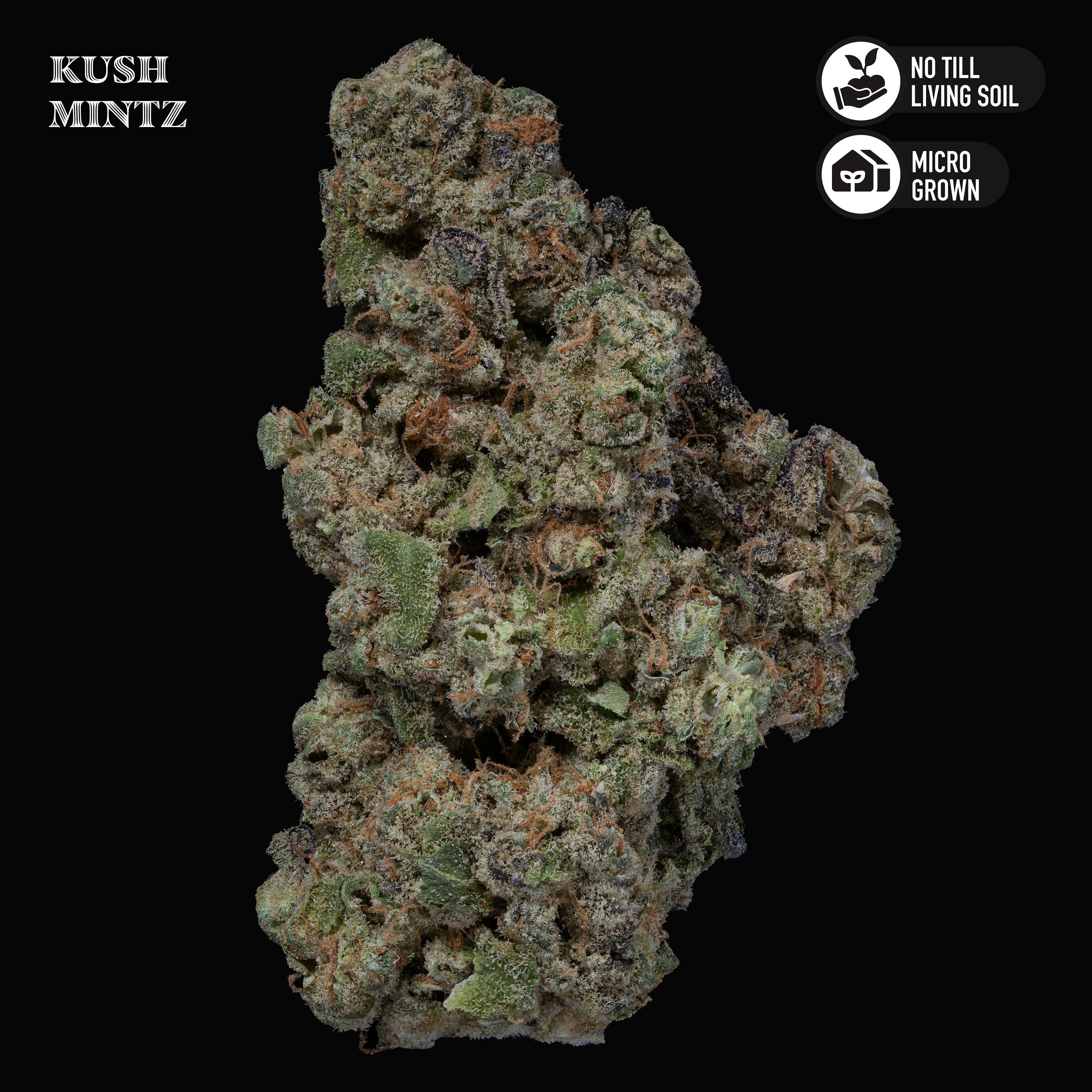 Kush Mintz | Indoor Grown | 3.5g (Micro Grow)