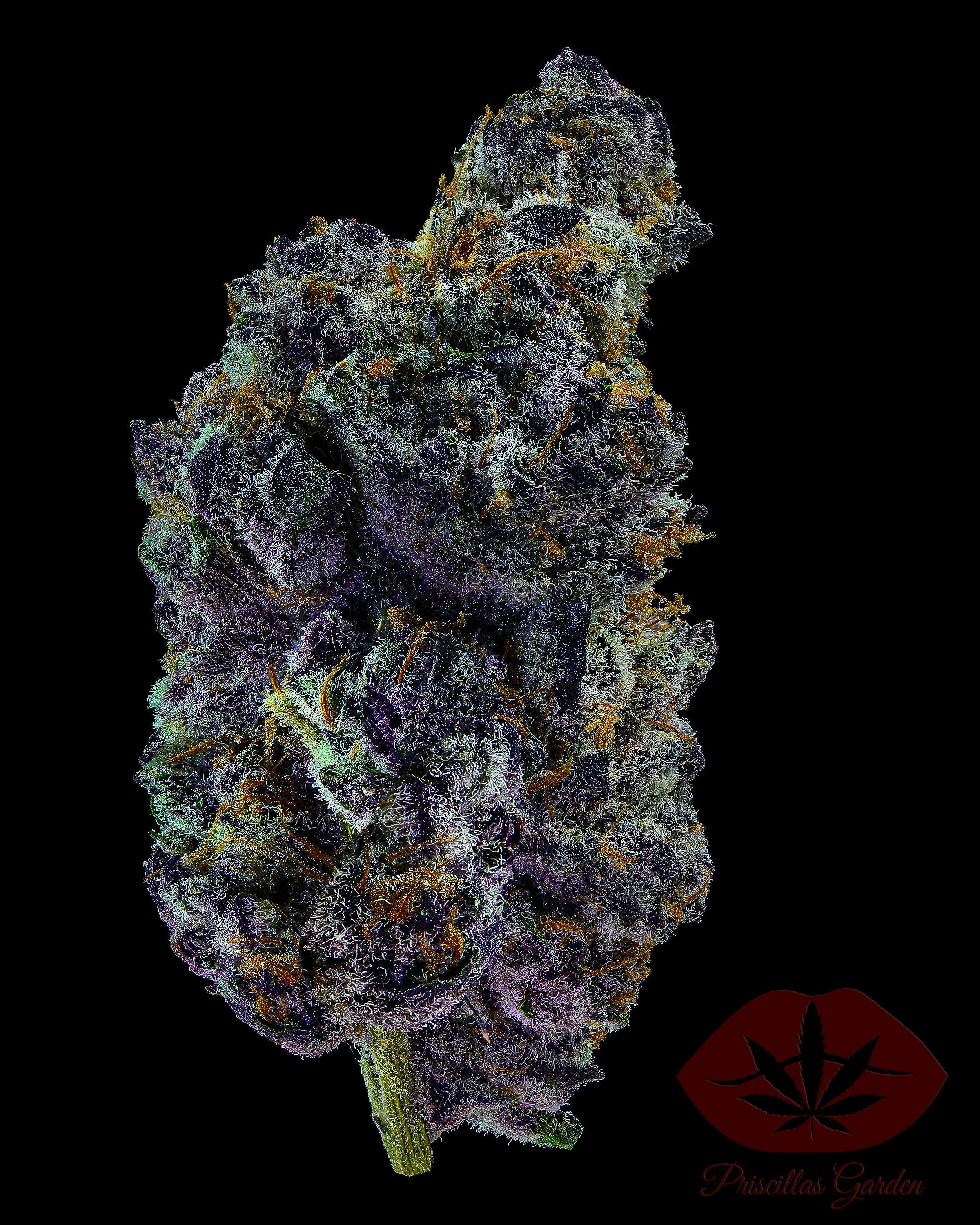 Lemon Cherry Zolato | 3.5g