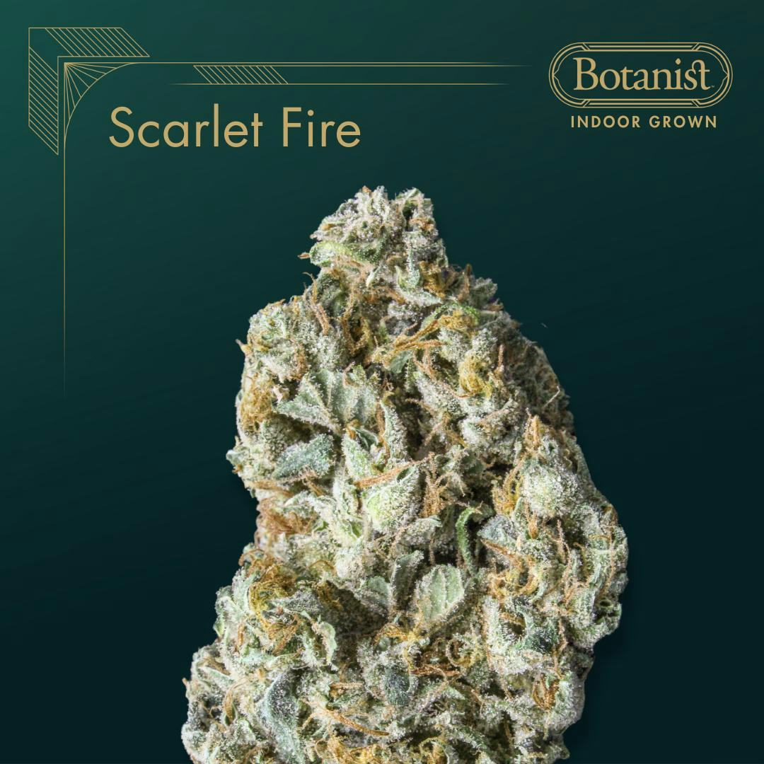 Scarlet Fire | 14g